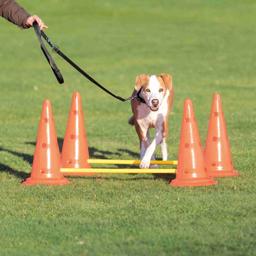 Trixie Activity Forhindringer Til Træning & Agility LARGE